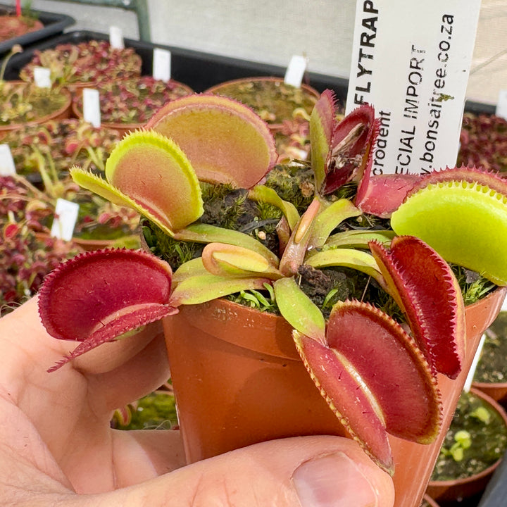 Venus Fly Trap, 'Microdent.' Special Import. by Venus Fly Trap