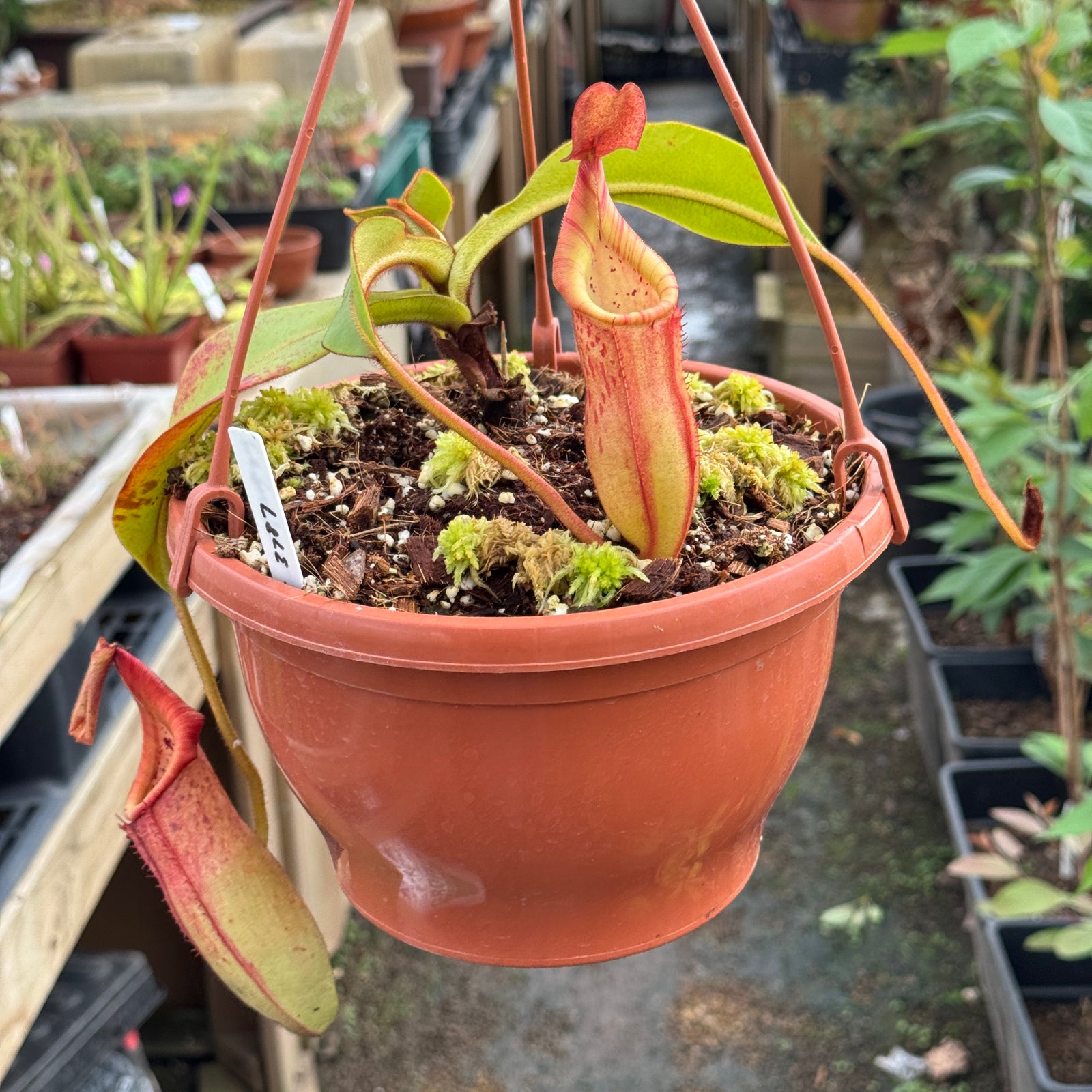 Tropical Pitcher, Nepenthes 'petiolata x veitchii,' BE-3787 - - Carnivorous Plant