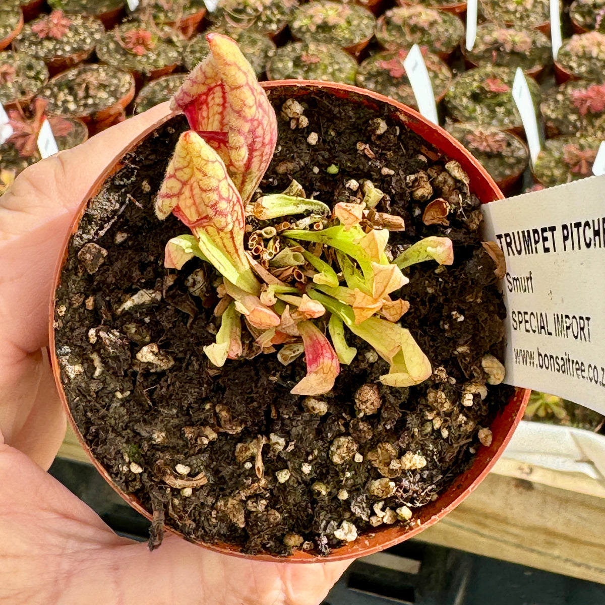 Trumpet Pitcher, Sarracenia purpurea 'Smurf.' Special Import. -   - Carnivorous Plant