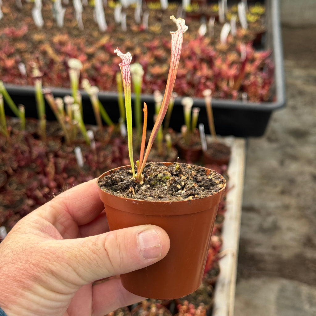 Hand holding a small potted plant with a blurred background of more plants