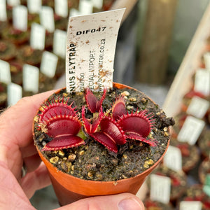 Venus Fly Trap, 'Centurion.' Special Import. -  2 year old plant. 7.5cm plastic container. - Carnivorous Plant