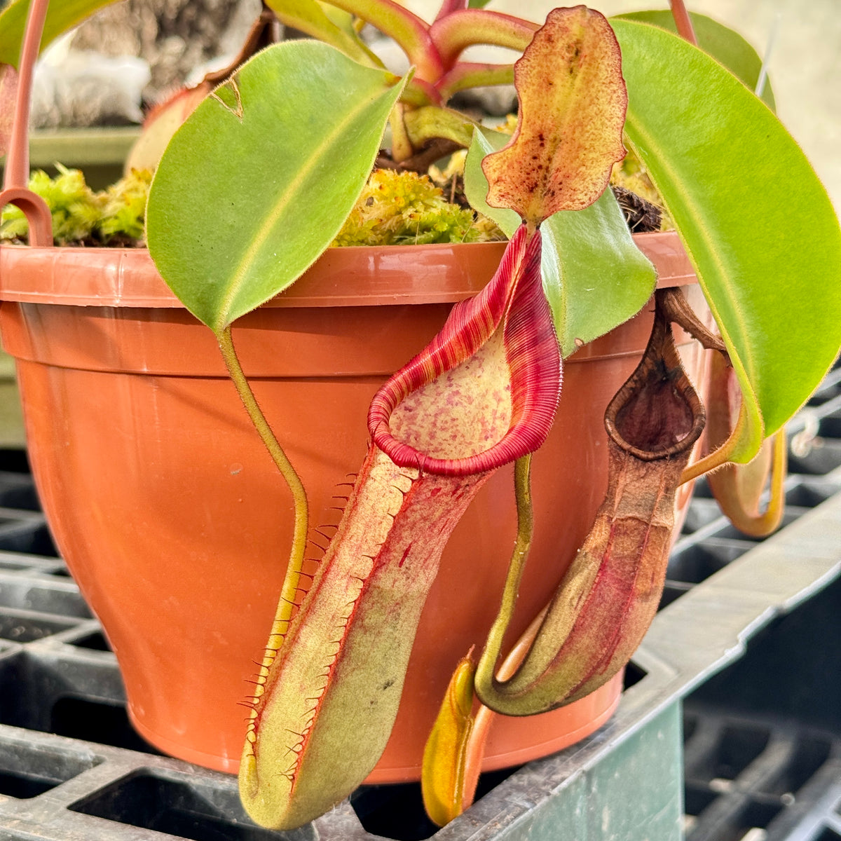 Tropical Pitcher, Nepenthes '(veitchii x lowii) x fusca,' BE-3937 by Nepenthes