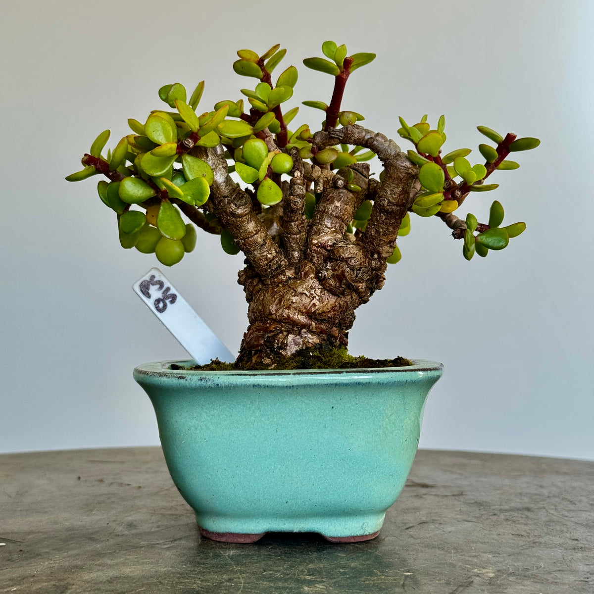 Portulacaria afra "Spekboom" - PS05, 160mm(L) x 120mm(D) x 160mm(H) - Trees