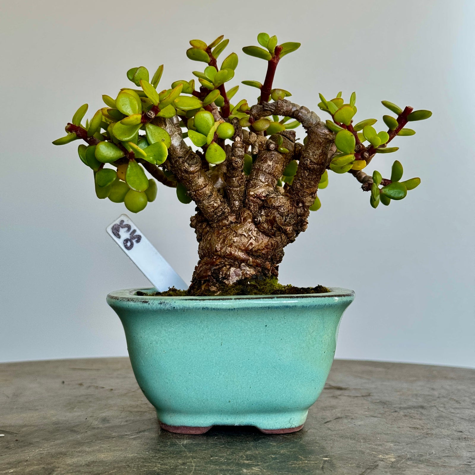Portulacaria afra "Spekboom" - PS05, 160mm(L) x 120mm(D) x 160mm(H) - Trees