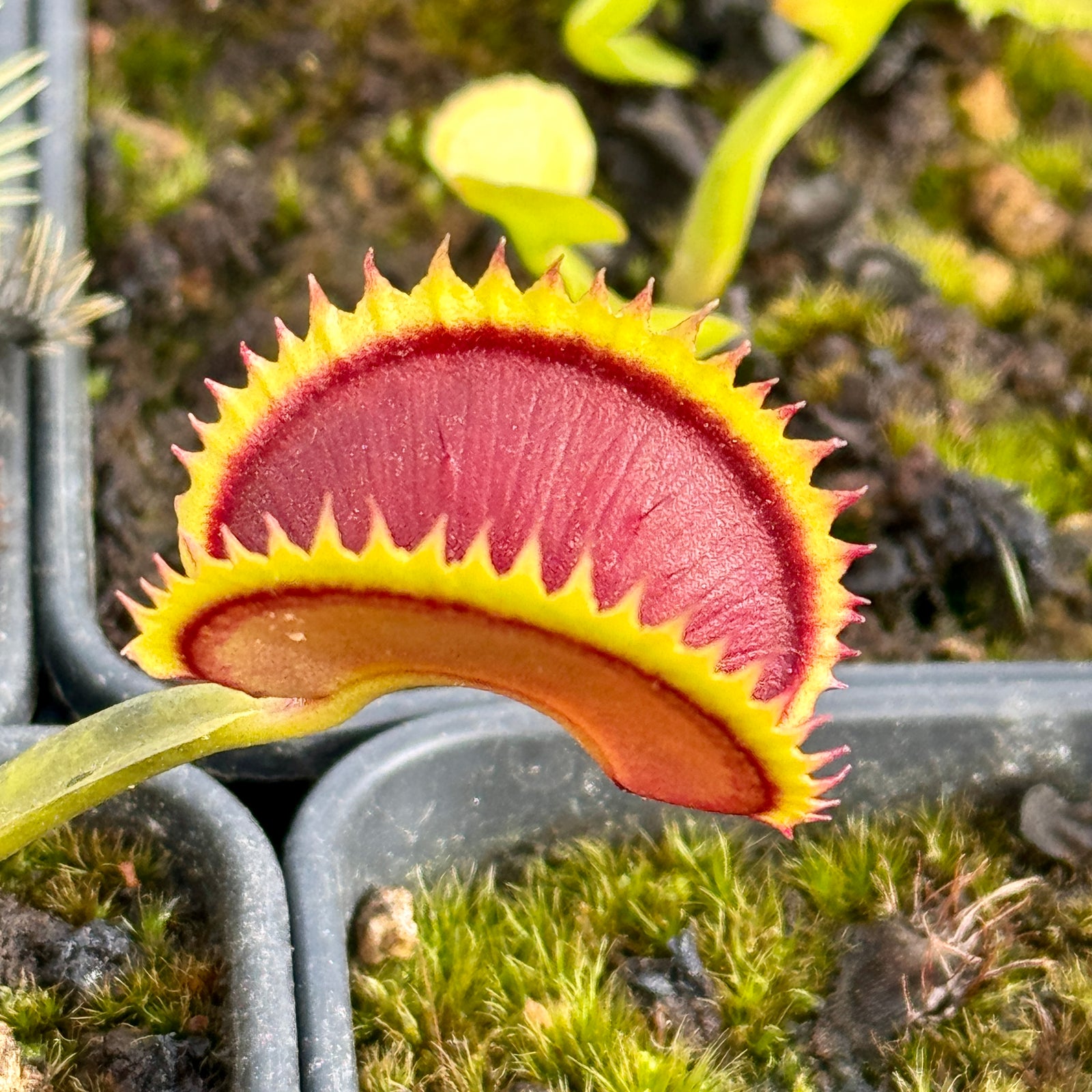 Venus Fly Trap, 'Big Dracula.' Collectible import. -   - Carnivorous Plant