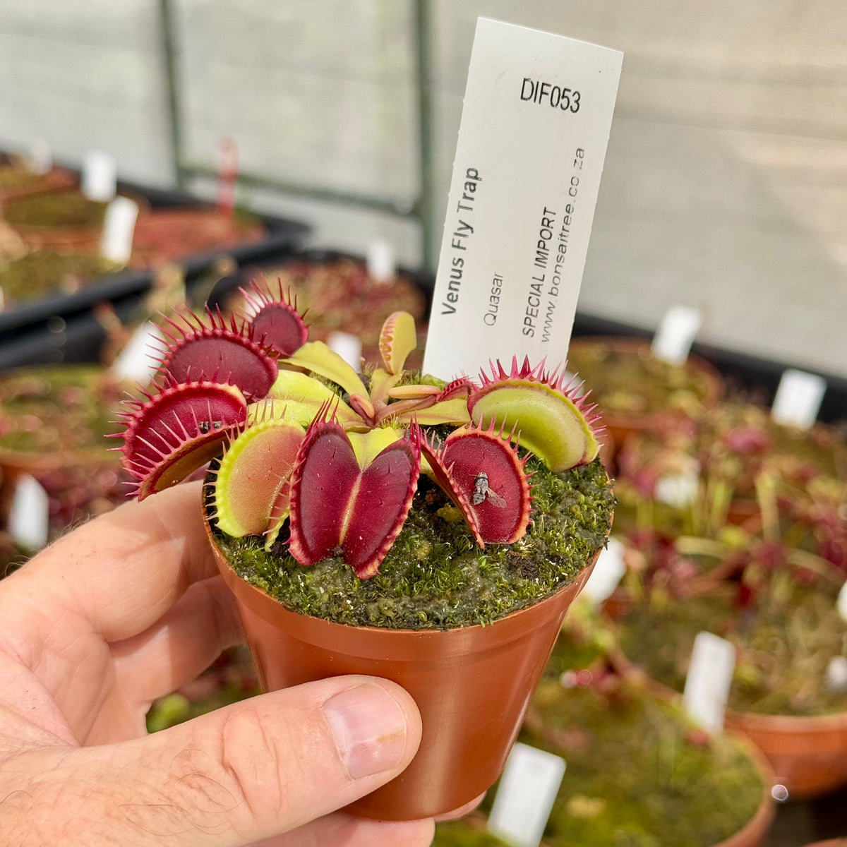 Venus Fly Trap, 'Quasar.' Special Import. - 2 year old plant. 7.5cm plastic container. - Carnivorous Plant