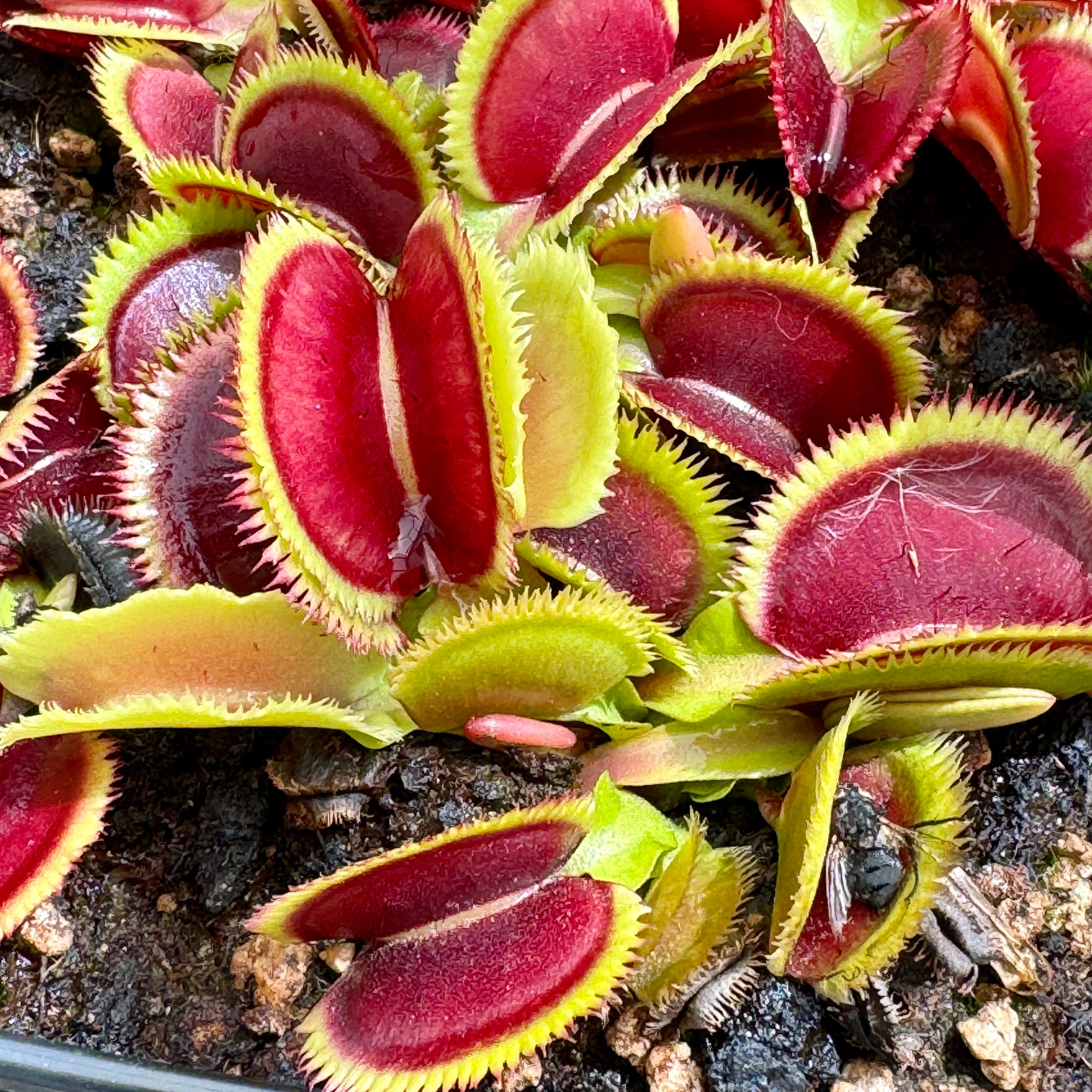 Venus Fly Trap, 'Giant Clam.' Special Import. -   - Carnivorous Plant