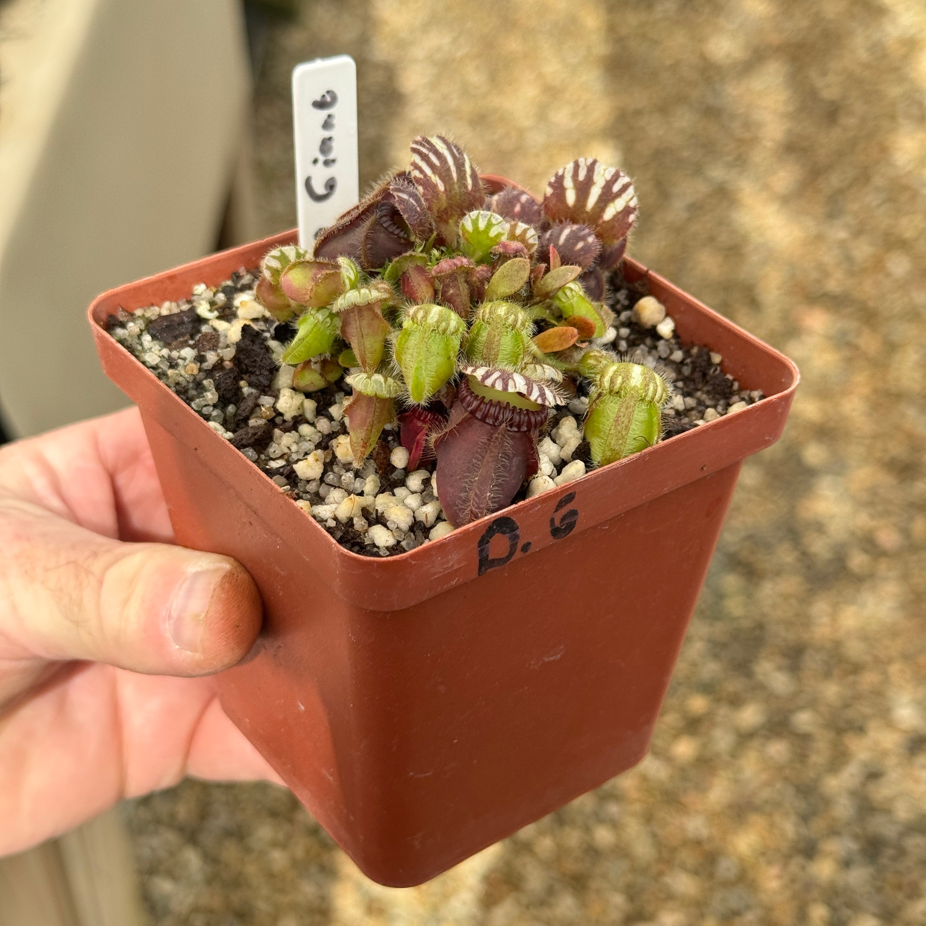 アルビCephalotus Blue – potted plant, carnivorous live follicularis, Cephalotus follicularis その他観葉植物