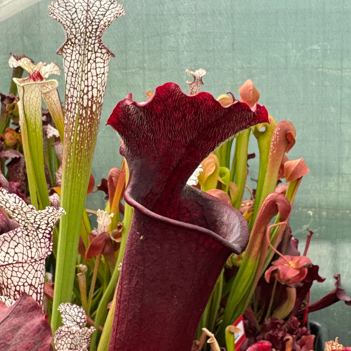 Trumpet Pitcher, Sarracenia 'Sarracenia (64)' by Sarracenia