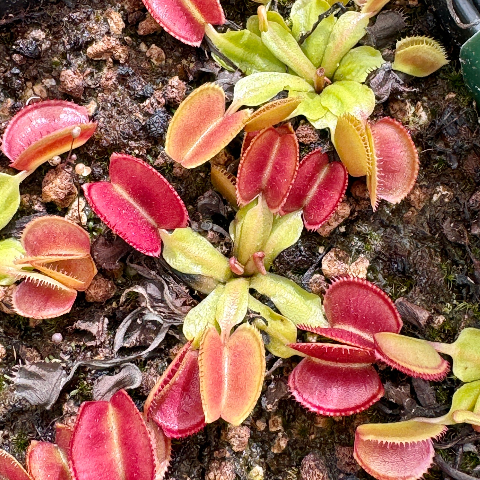 Venus Fly Trap, 'Periscope.' Special Import. -   - Carnivorous Plant