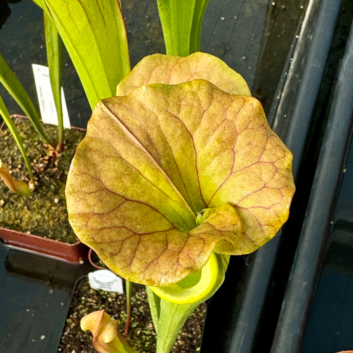 Trumpet Pitcher, Sarracenia flava var. cuprea by Sarracenia