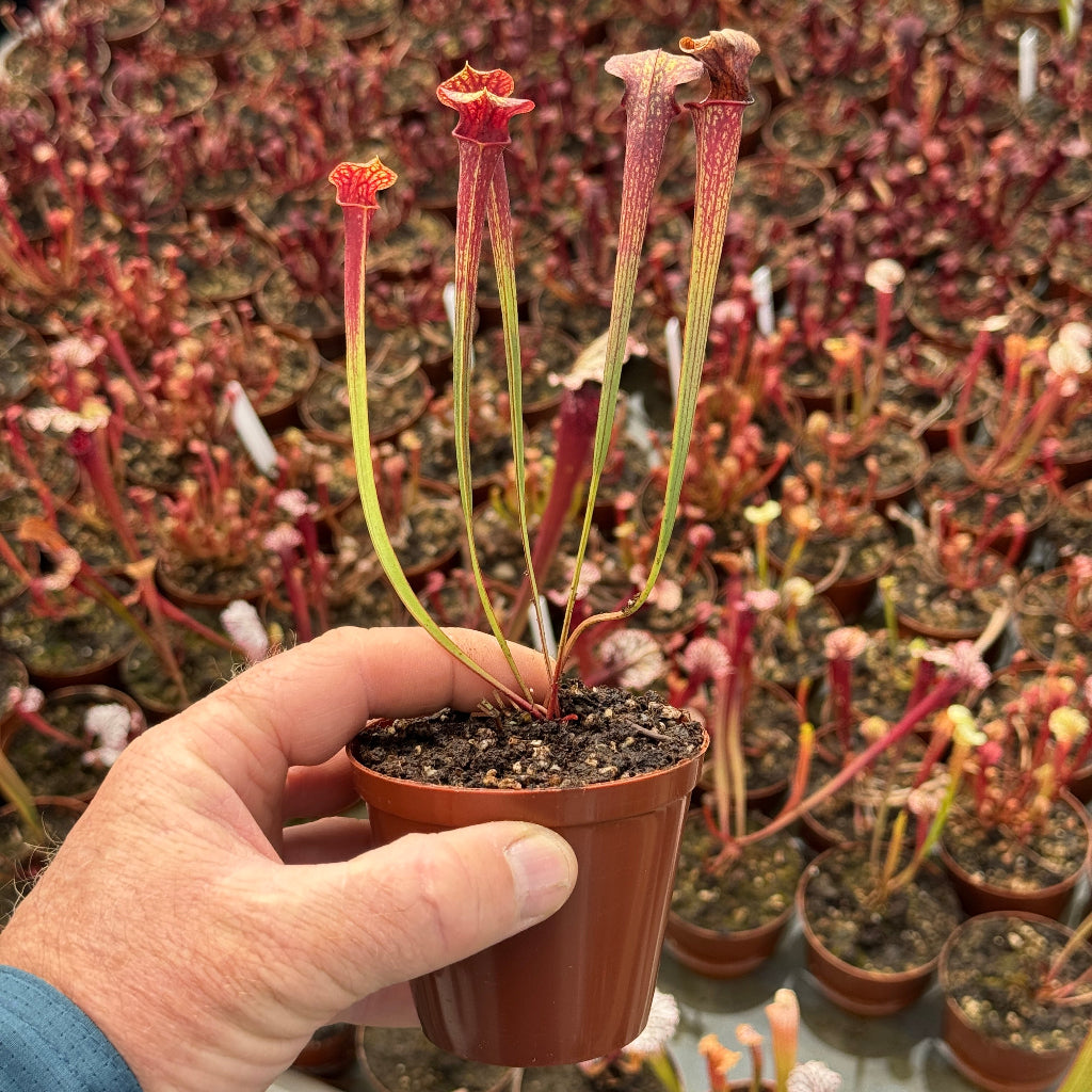 Hand holding a small potted carnivorous plant with a background of similar plants.