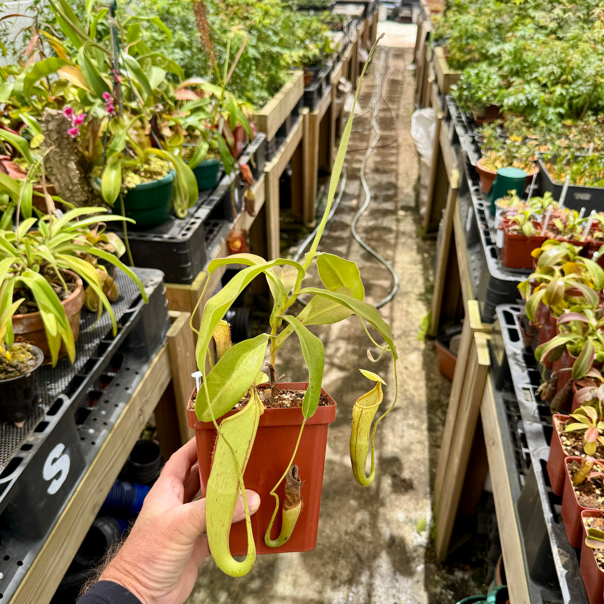 Tropical Pitcher, Nepenthes “Rokko” - 13-25cm leaf span in 12cm plastic container - Carnivorous Plant