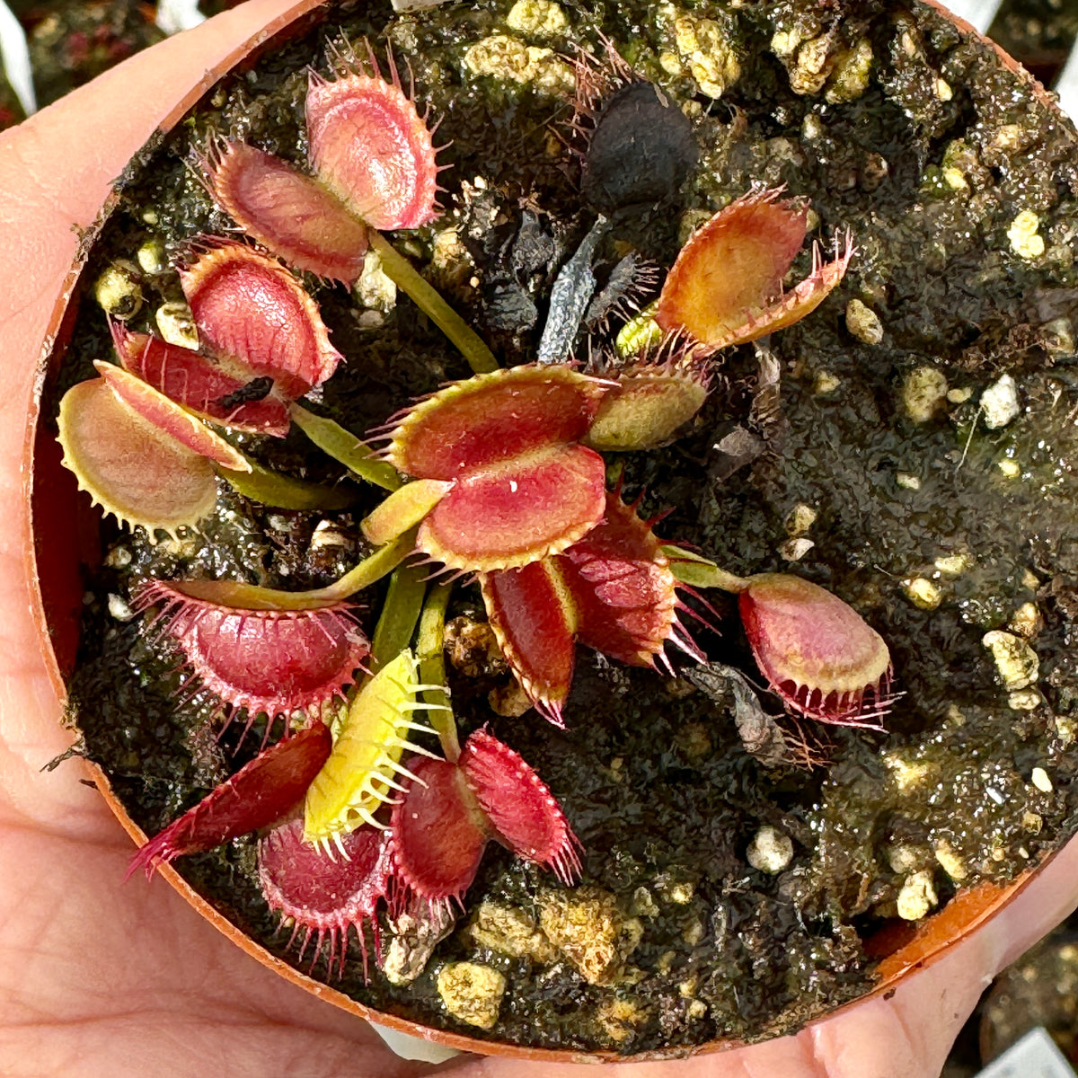 Venus Fly Trap, 'Crossed Teeth.' Special Import. by Venus Fly Trap