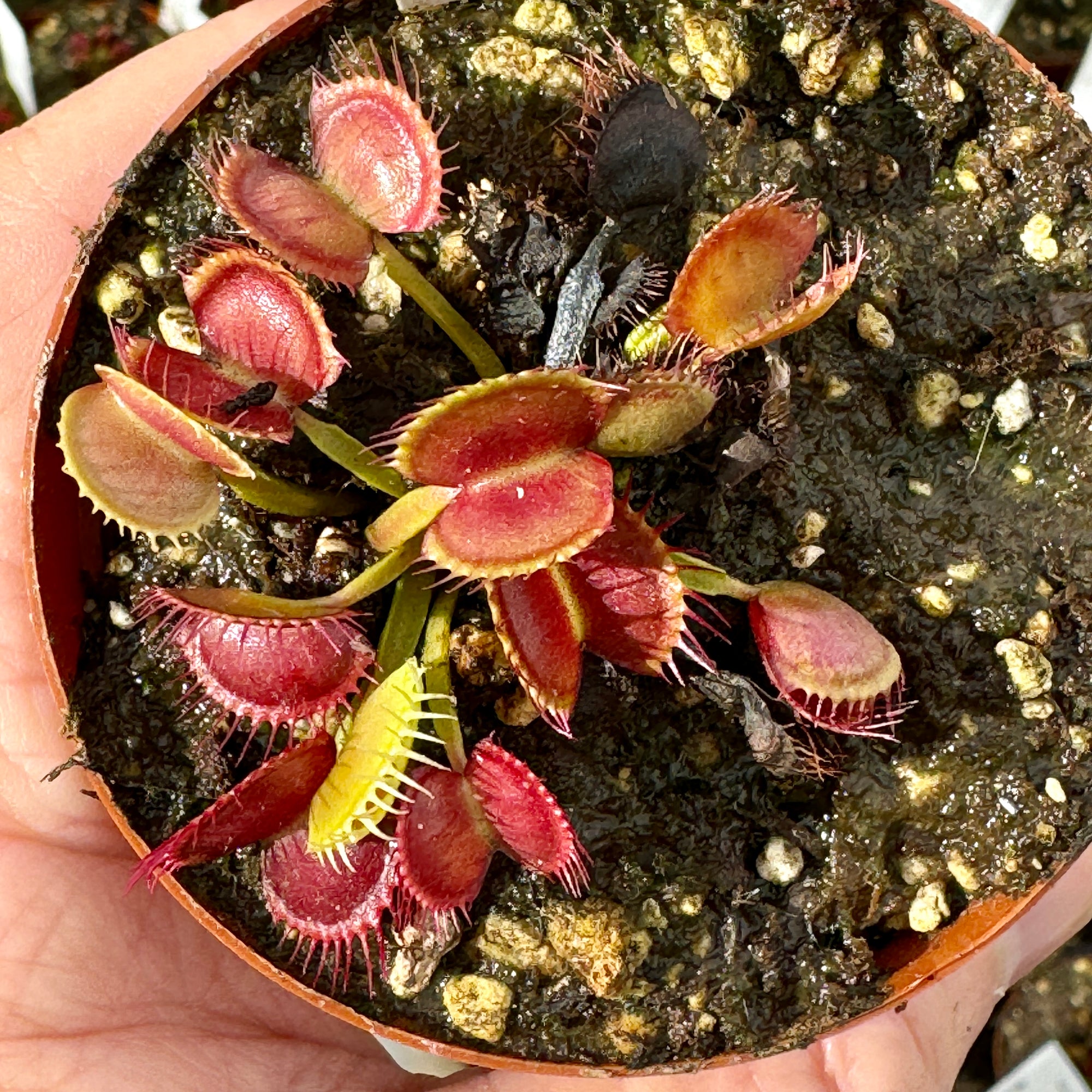 Venus Fly Trap, 'Crossed Teeth.' Special Import. -   - Carnivorous Plant