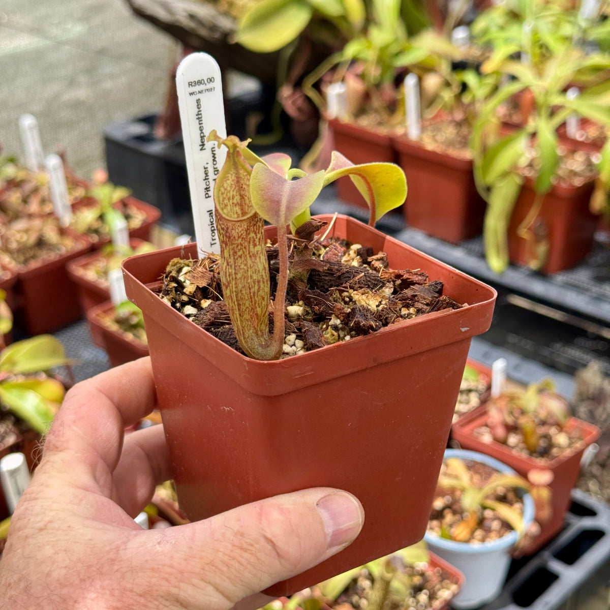 Tropical Pitcher, Nepenthes 'maxima,' seed grown. by Nepenthes