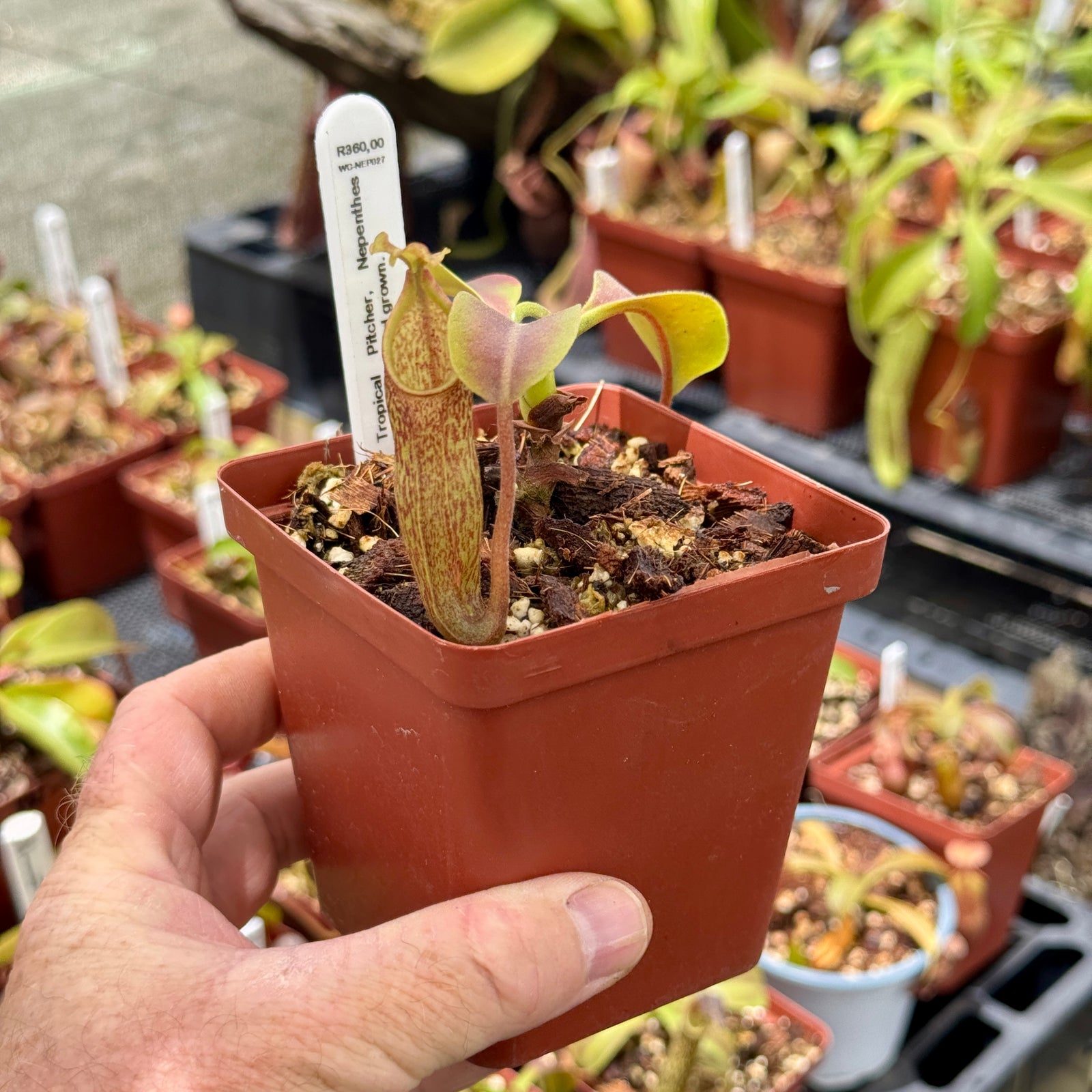 Tropical Pitcher, Nepenthes 'maxima,' seed grown. by Nepenthes