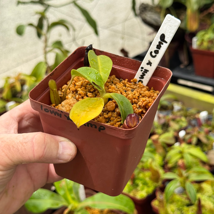 Tropical Pitcher, Nepenthes 'lowii x campanulata’ by Nepenthes