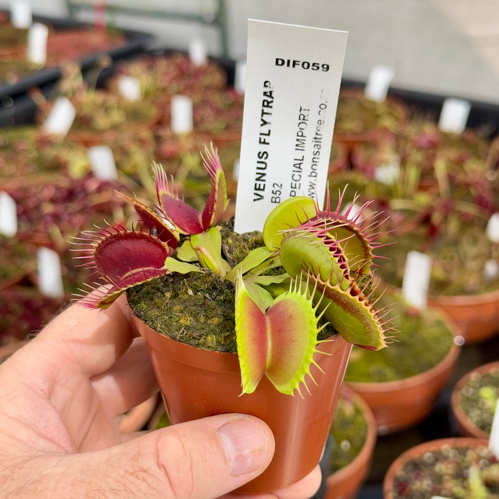 Venus①3冊 Venus Fly Trap, 'B52.' Special Import - Giant Carnivorous Plant