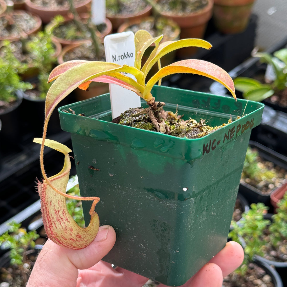 Tropical Pitcher, Nepenthes “Rokko” by Nepenthes