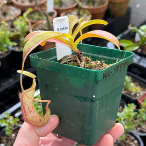 Tropical Pitcher, Nepenthes “Rokko” -  8-13cm leaf span in 9cm plastic pot - Carnivorous Plant