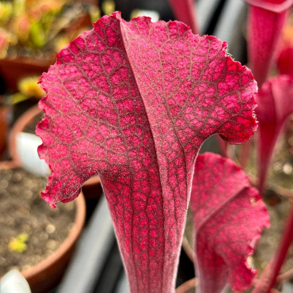 Trumpet Pitcher, Sarracenia 'Juthatip Soper' by Sarracenia
