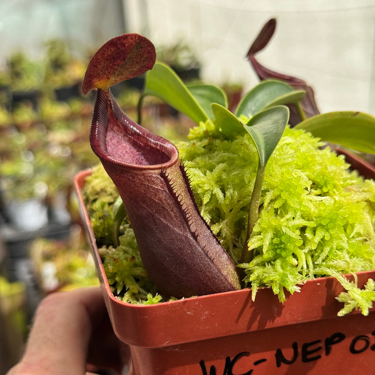 Tropical Pitcher, Nepenthes 'Lowii x Campanulata Red.' by Nepenthes