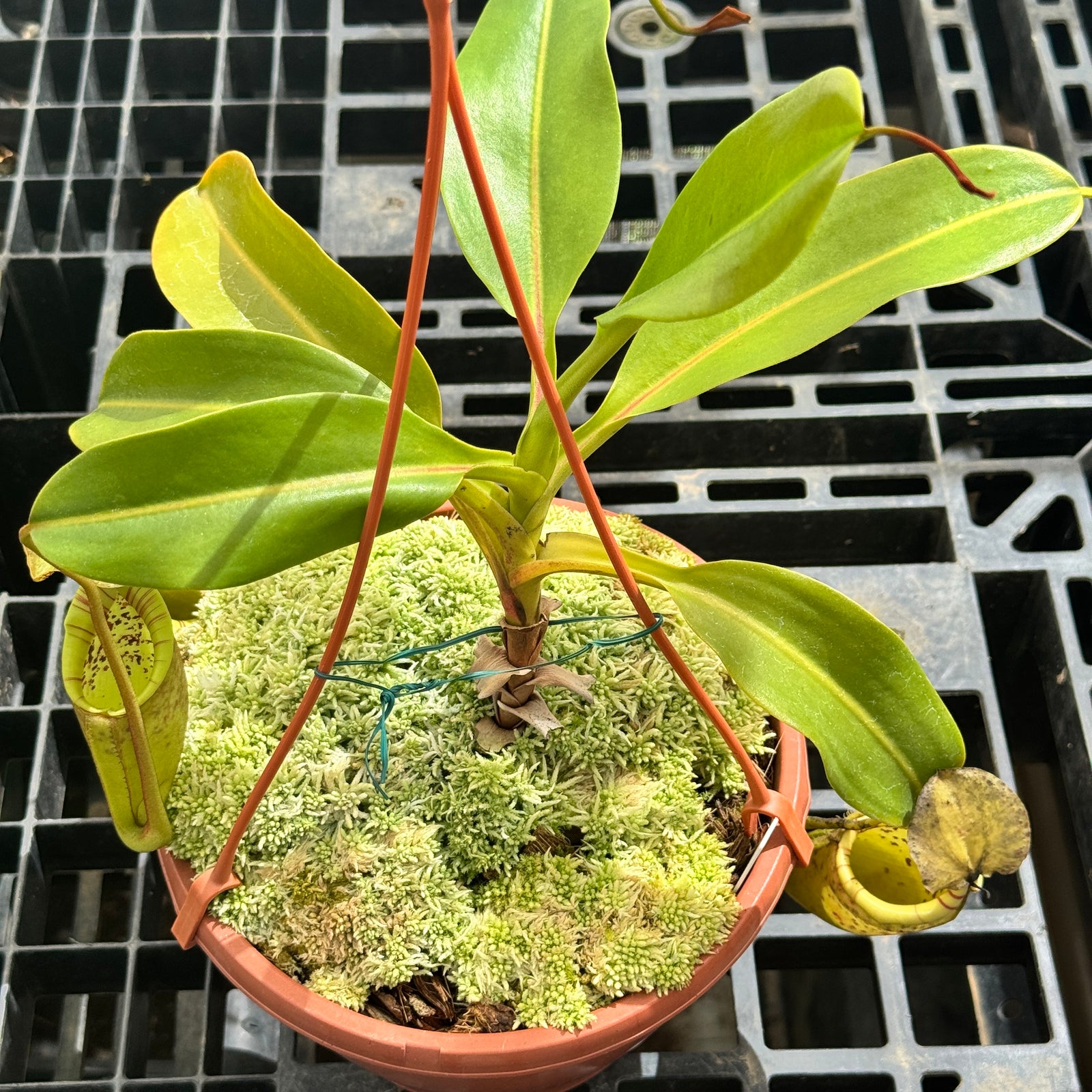 Tropical Pitcher, Nepenthes 'Burbidgeae x Campanulata' by Nepenthes