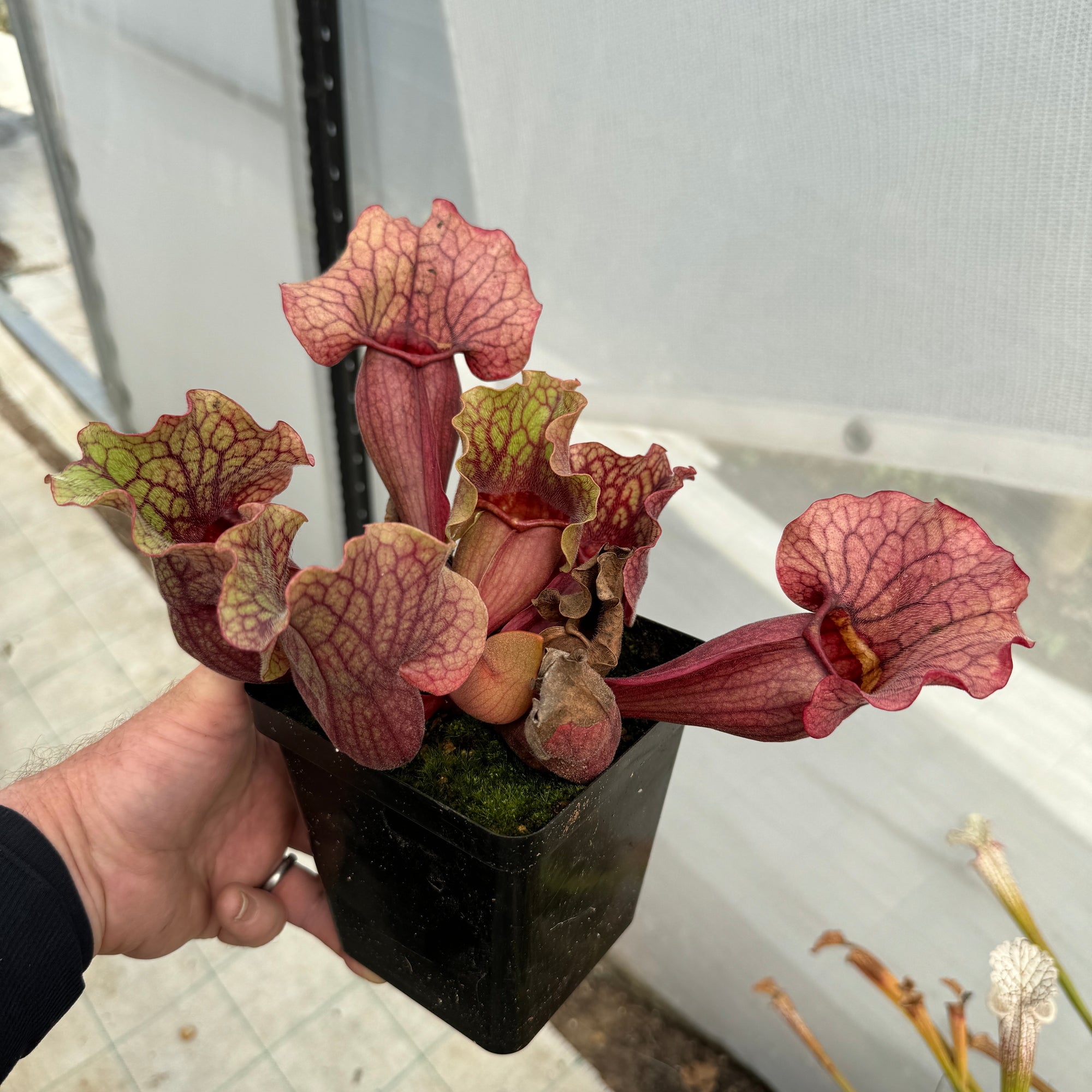 Trumpet Pitcher, Sarracenia 'Nomalizo' -  Medium to Large plant. 12cm plastic container. - Carnivorous Plant