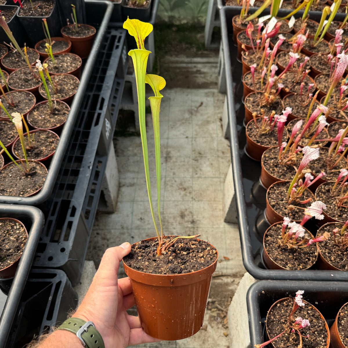 Trumpet Pitcher, Sarracenia 'Limile' by Sarracenia