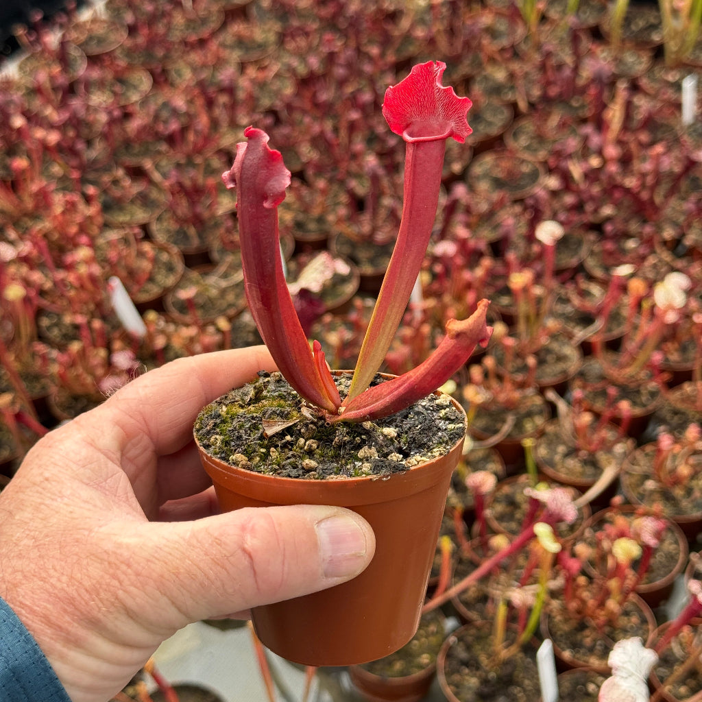Trumpet Pitcher, Sarracenia 'Hybrid 01 x Camisole #2.' Special Import. by Sarracenia