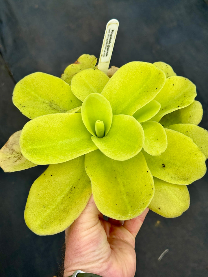 Butterwort, Pinguicula gigantea by Bizarre Tropicals
