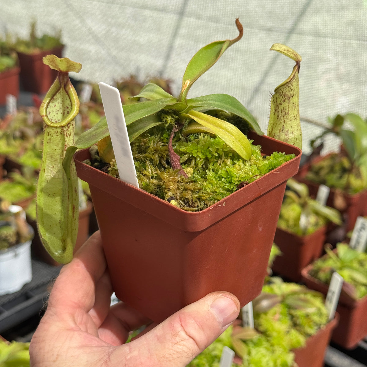 Tropical Pitcher, Nepenthes 'Mojito' by Nepenthes