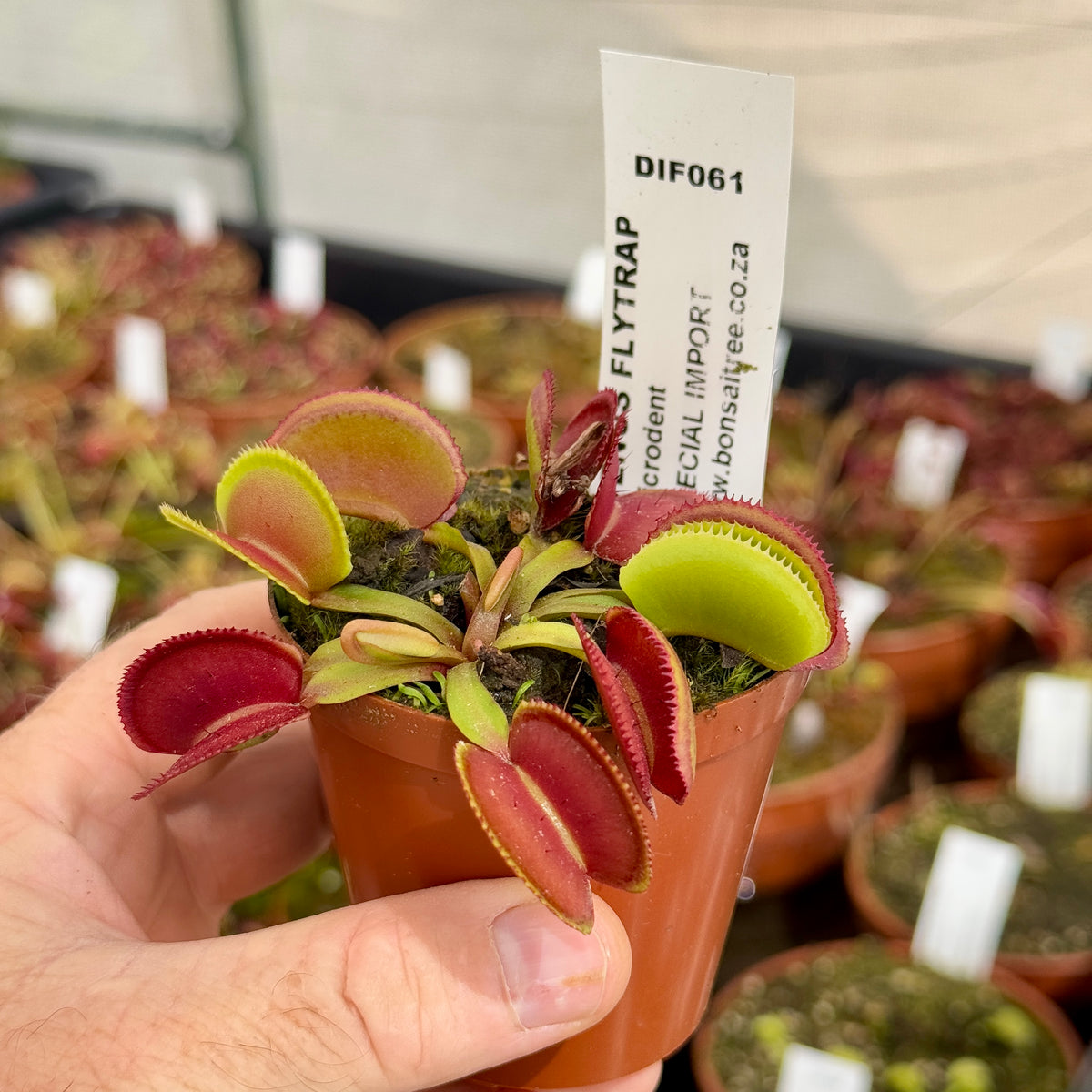 Venus Fly Trap, 'Microdent.' Special Import. by Venus Fly Trap