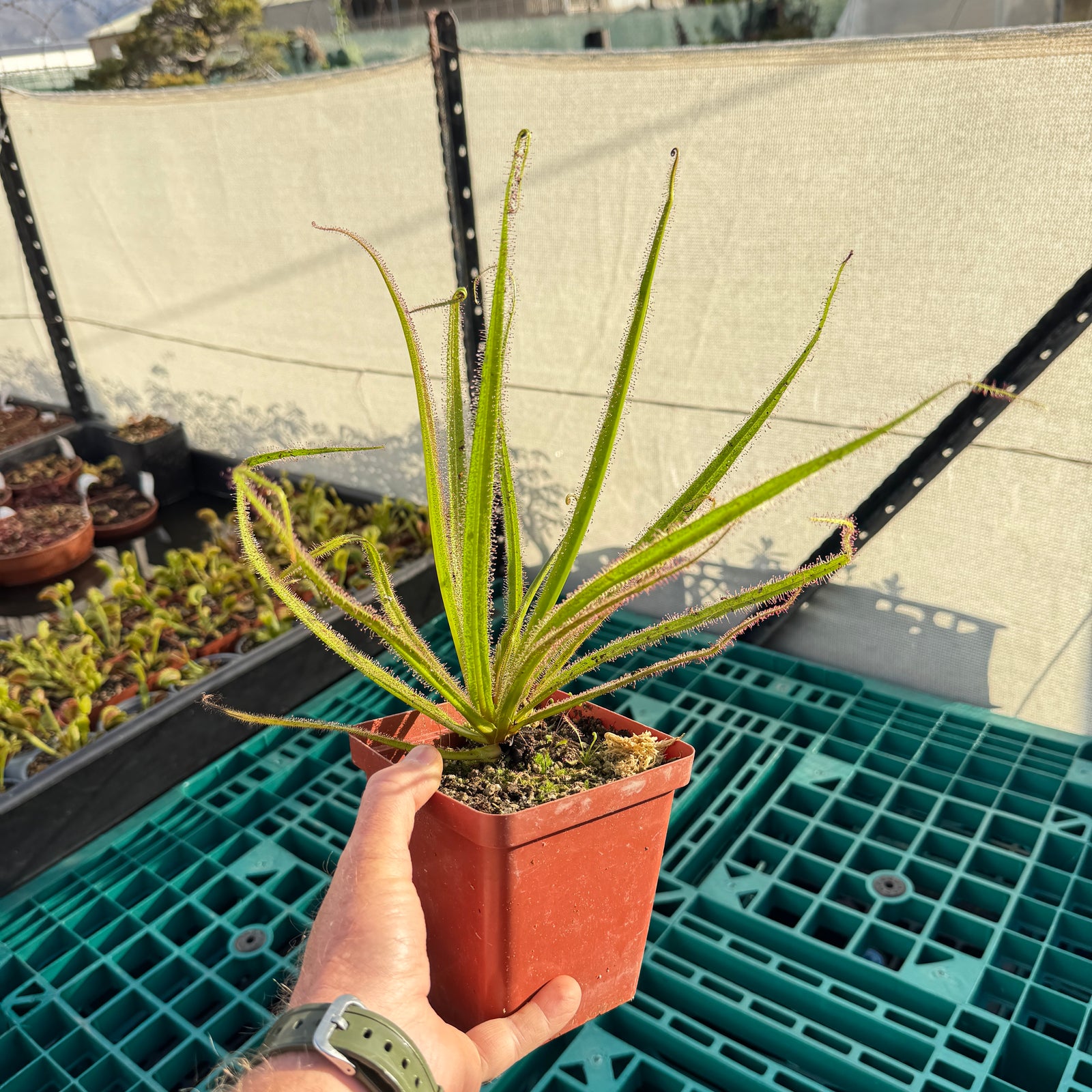 Sundew, Drosera regia - - Carnivorous Plant
