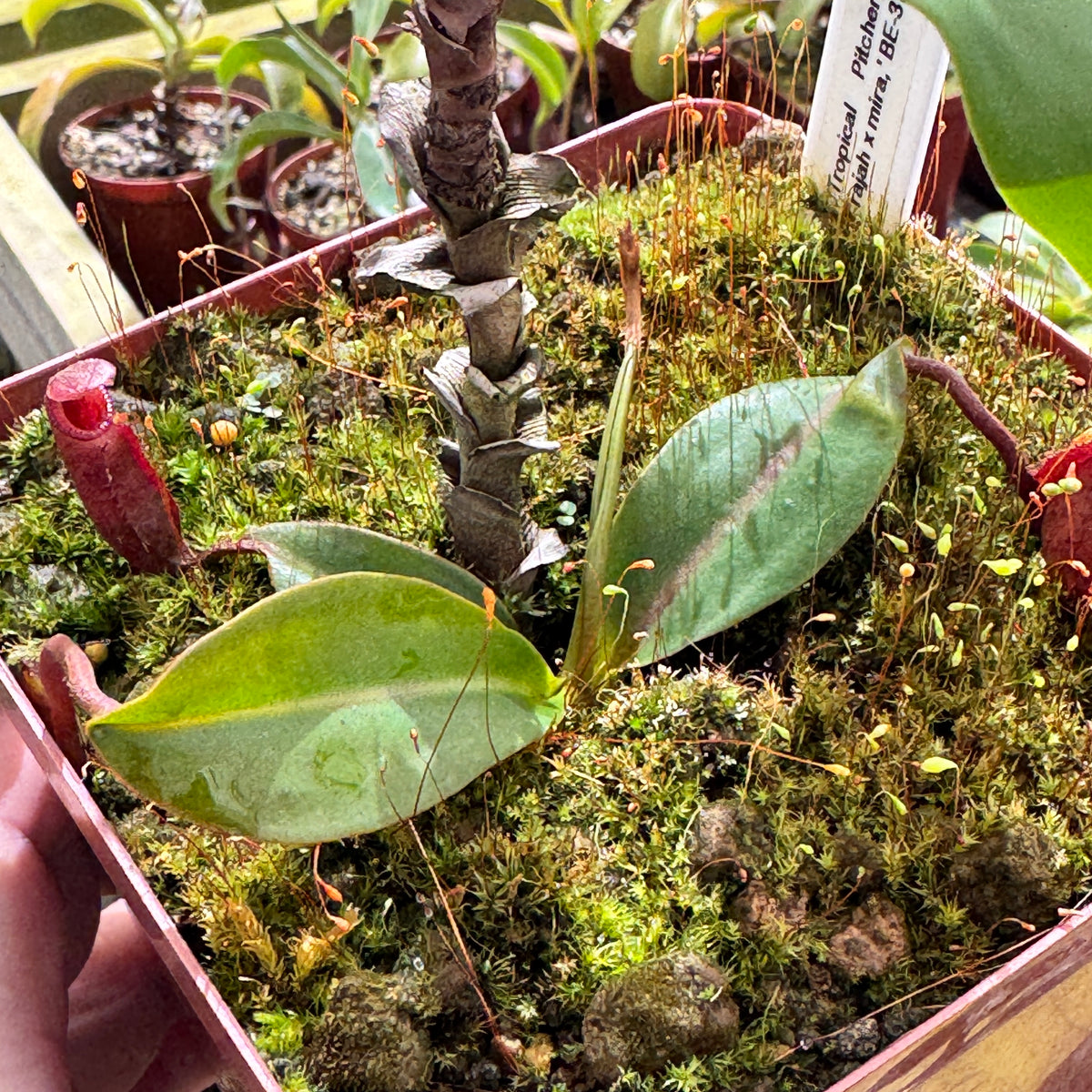 Tropical Pitcher, Nepenthes 'rajah x mira,' BE-3788 by Nepenthes