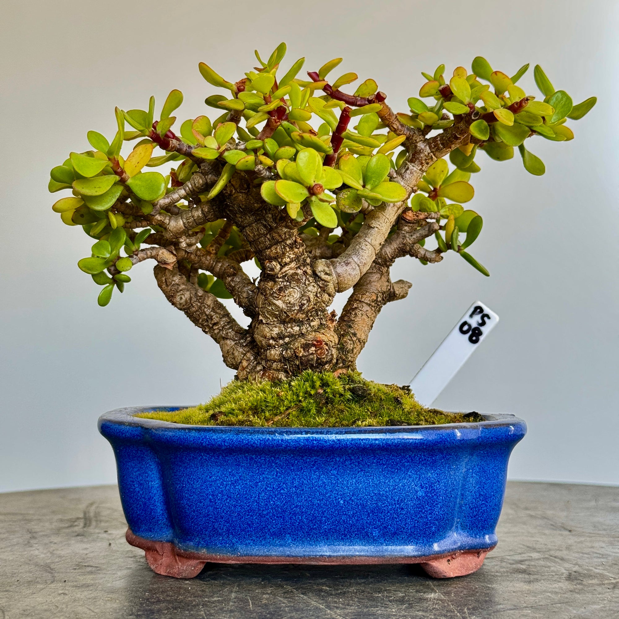 Portulacaria afra "Spekboom" - PS08, 180mm(L) x 140mm(D) x 180mm(H) - Trees