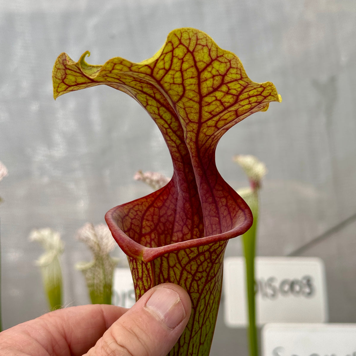 Trumpet Pitcher, Sarracenia 'Hybrid 01 x Ornata Red Throat #6.' Special Import.