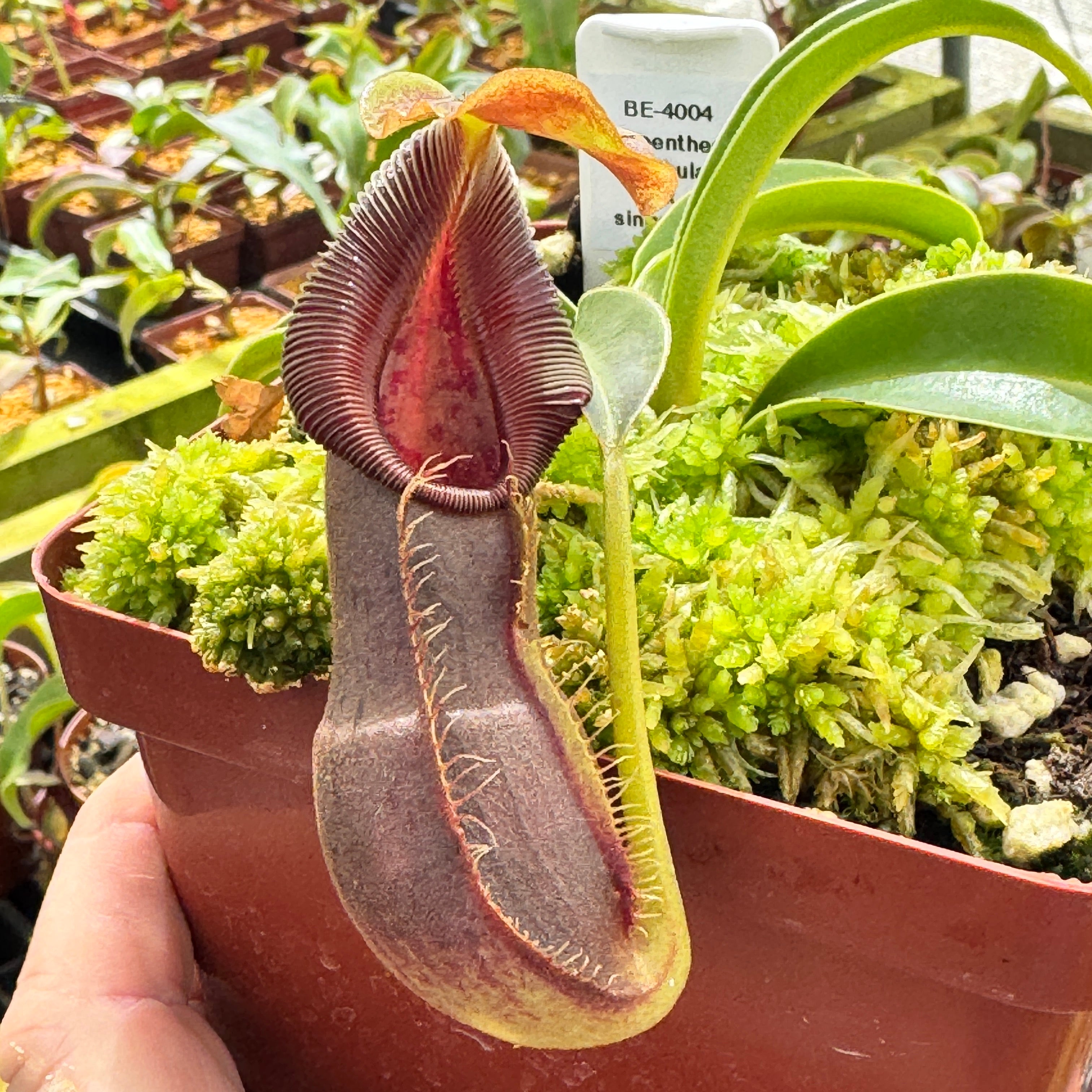 x singalana spathulata Nepenthes BE-4004 – Pitcher BE 0 Moss N