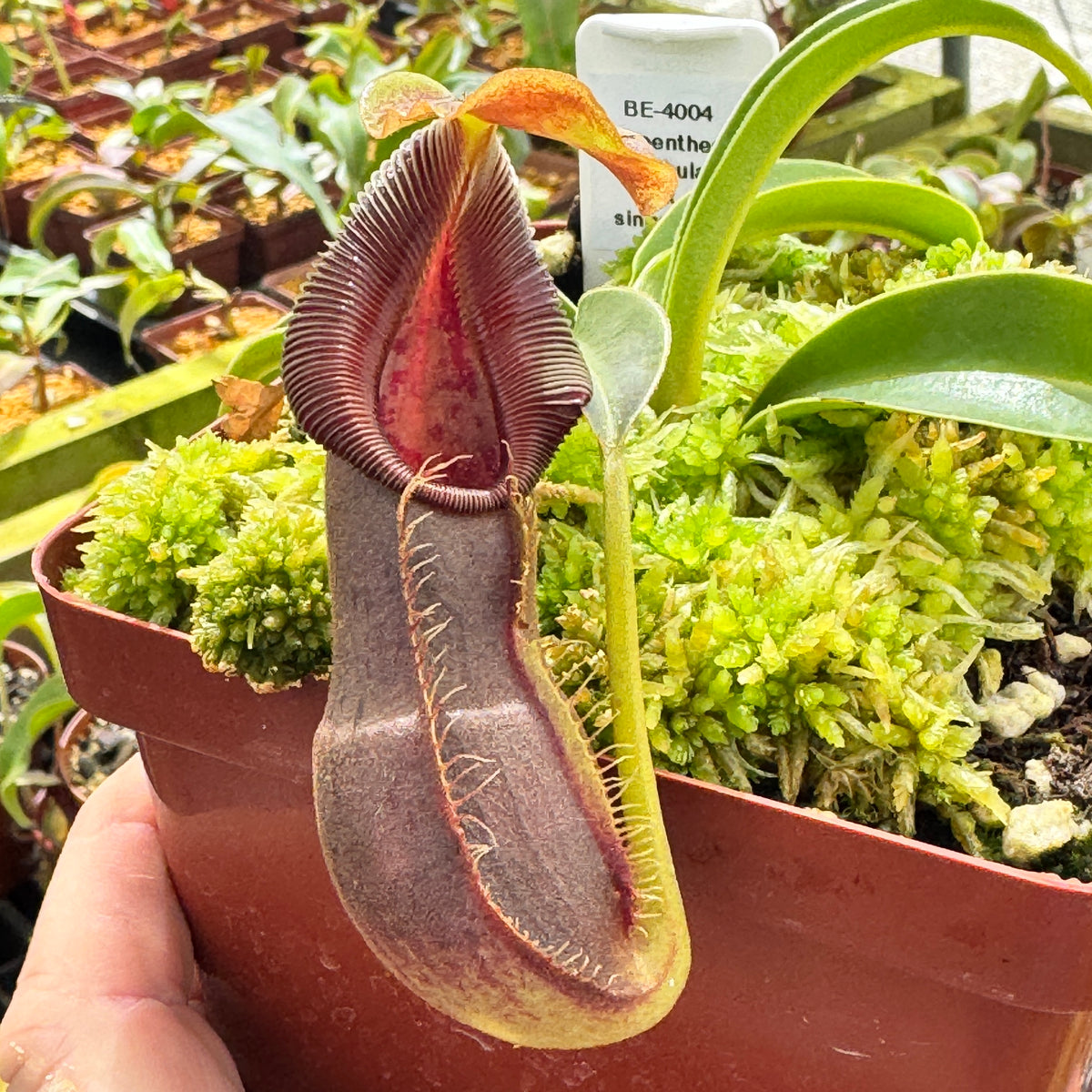 Tropical Pitcher, Nepenthes 'spathulata x singalana,' BE-4004 by Nepenthes