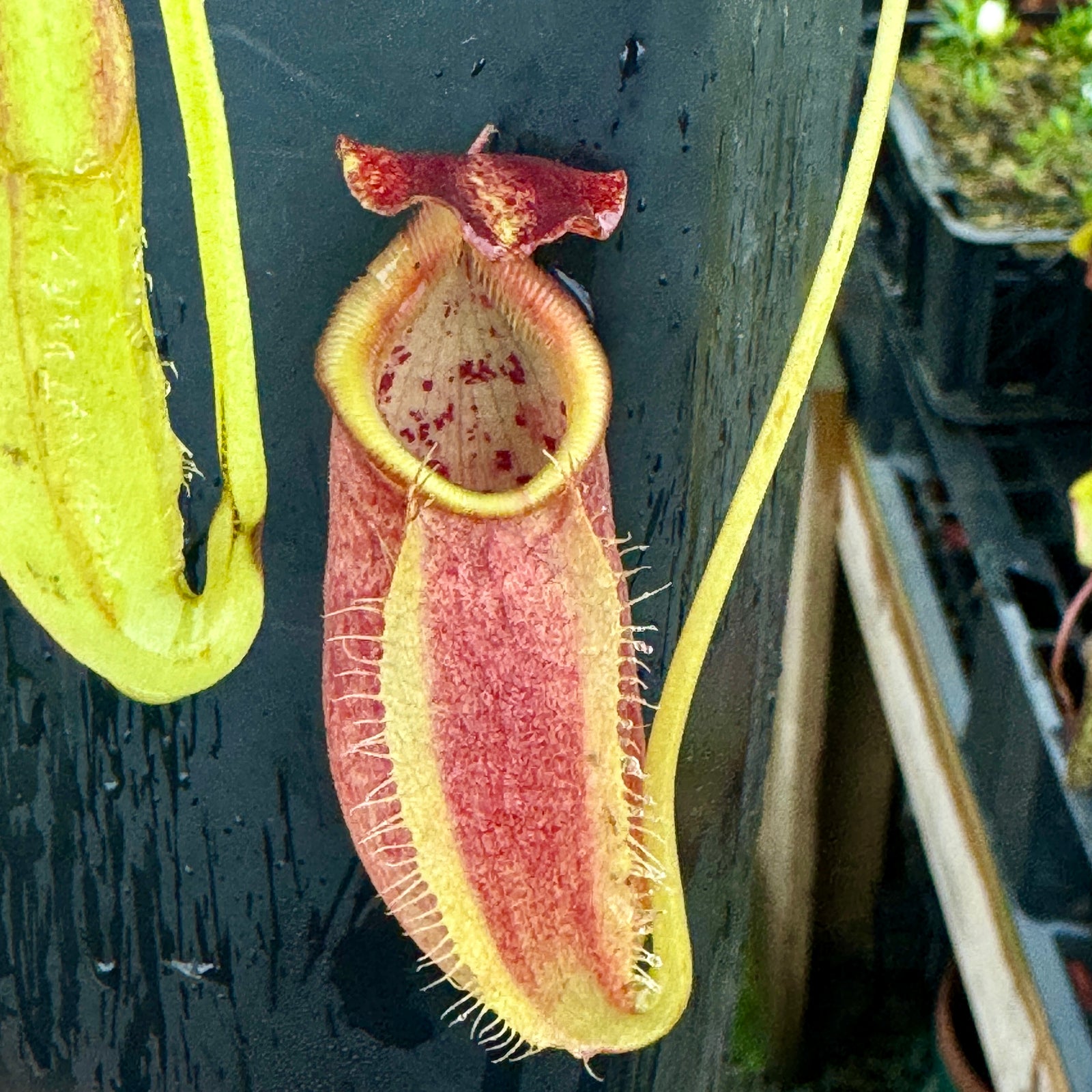 Tropical Pitcher, Nepenthes 'spathulata x gymnamphora,' BE-3422 by Nepenthes