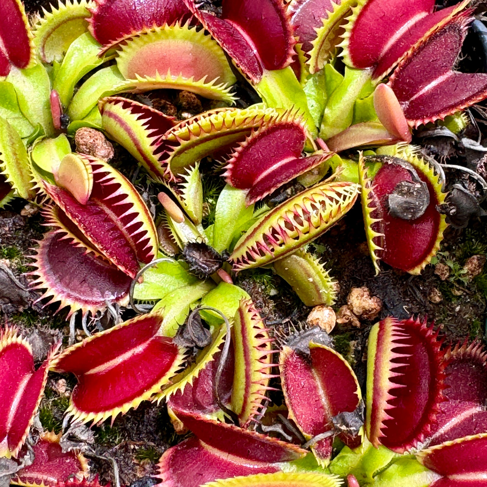 Venus Fly Trap, 'DCXL x Up Giant.' Special Import. -   - Carnivorous Plant