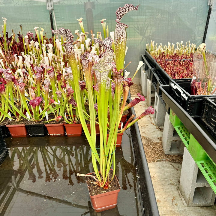 Trumpet Pitcher, Sarracenia 'Sarracenia (106)' by Sarracenia
