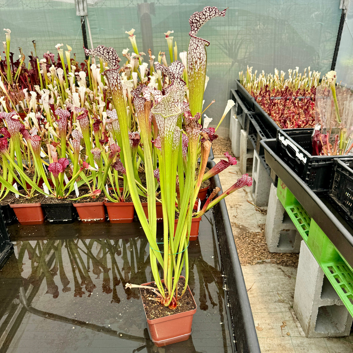 Trumpet Pitcher, Sarracenia 'Sarracenia (106)' by Sarracenia