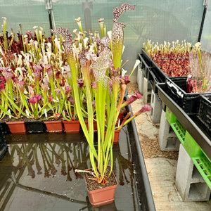 Trumpet Pitcher, Sarracenia 'Sarracenia (106)' -  Medium to Large plant. 12cm plastic container. - Carnivorous Plant