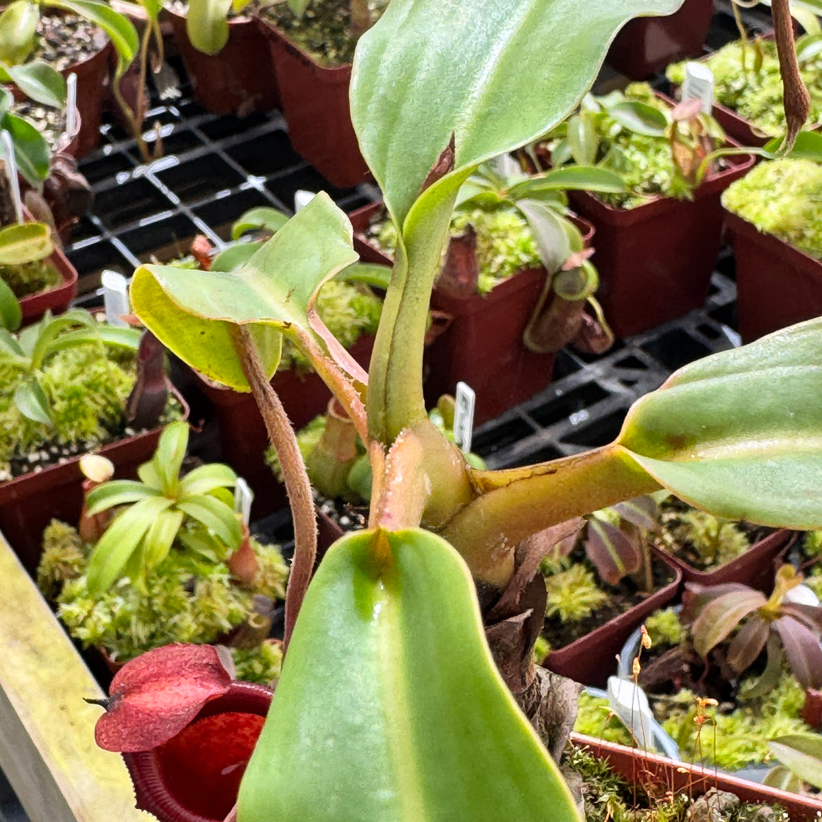 Tropical Pitcher, Nepenthes 'rajah x mira,' BE-3788 by Nepenthes