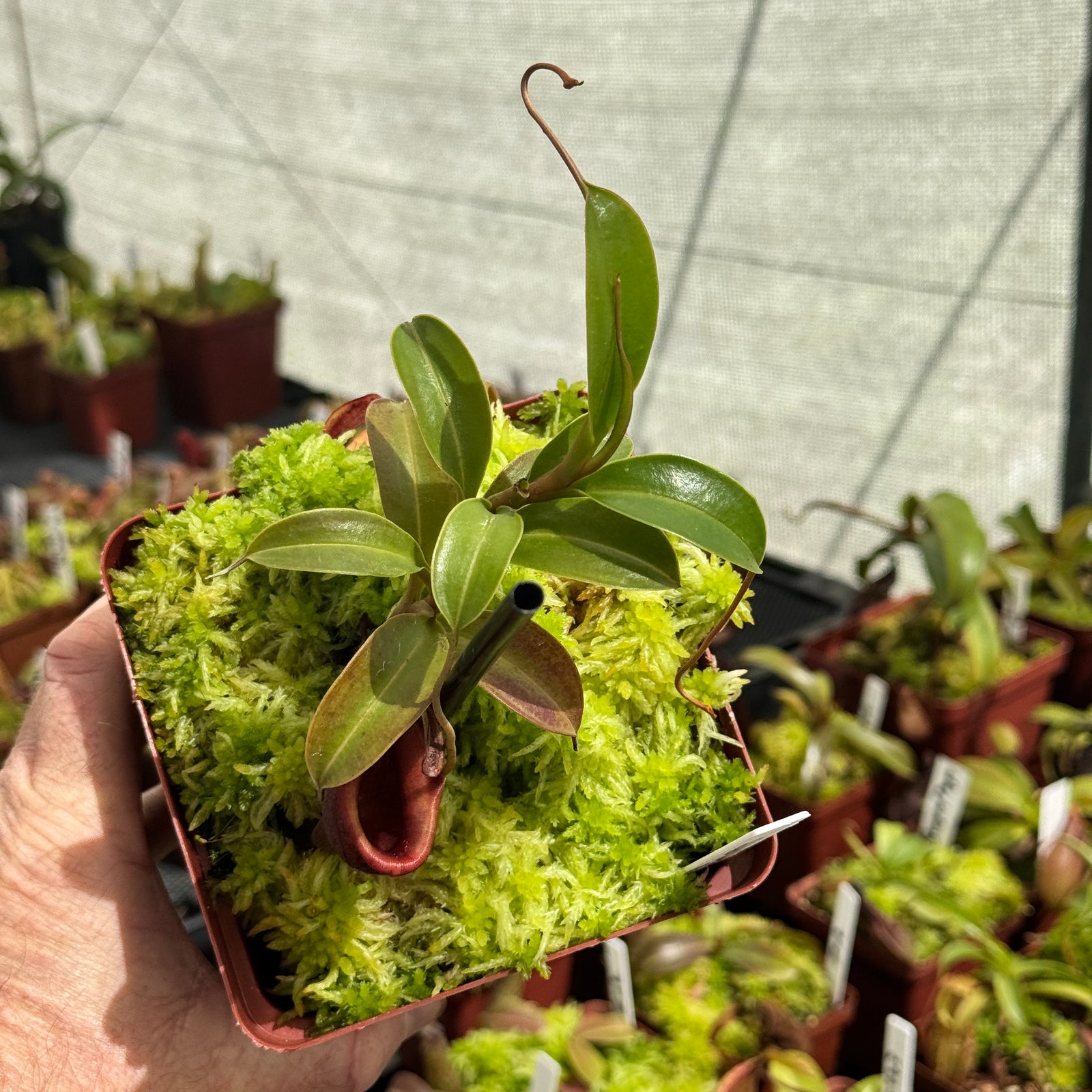Tropical Pitcher, Nepenthes 'Jamban' by Nepenthes