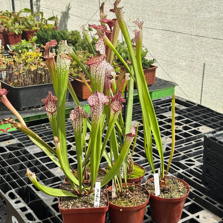 Trumpet Pitcher, Sarracenia mixed leucophylla hybrids, seed grown by Sarracenia