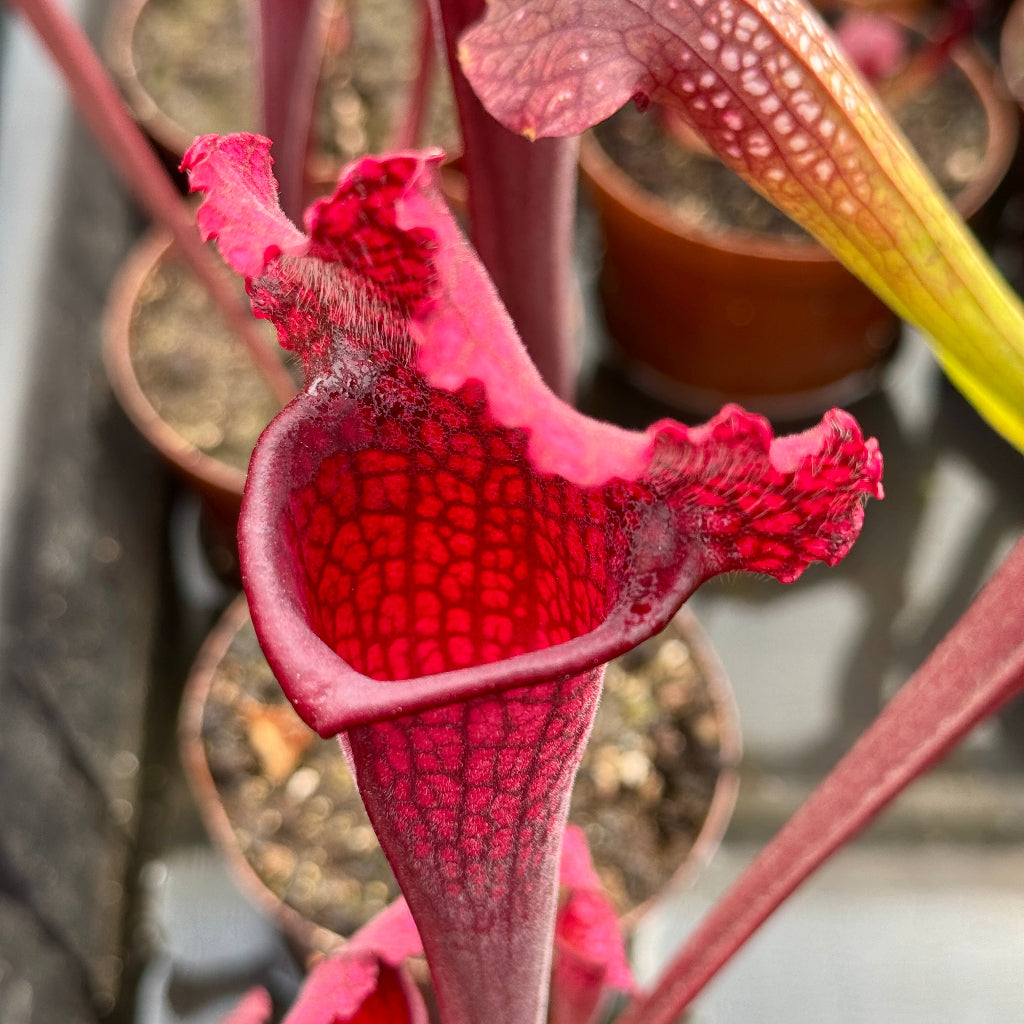 Trumpet Pitcher, Sarracenia 'Juthatip Soper' by Sarracenia
