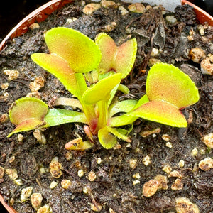 Venus Fly Trap, 'Hypatia.' Special Import. -   - Carnivorous Plant